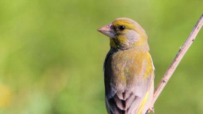 European Greenfinch