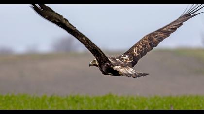Eastern Imperial Eagle