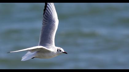 Black-headed Gull