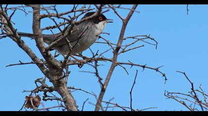 Sardinian Warbler