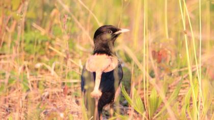 Rosy Starling