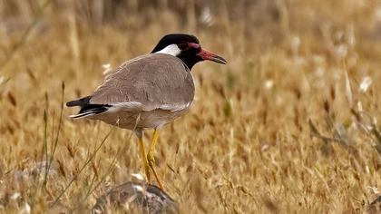 Red-wattled Lapwing