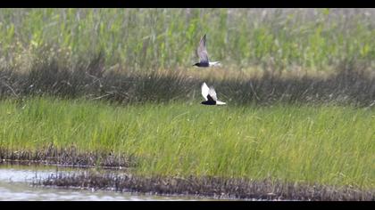 Black Tern