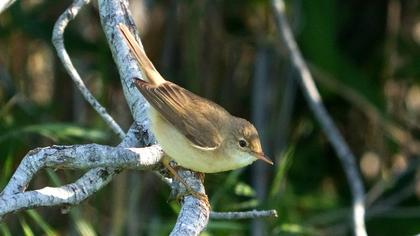 Marsh Warbler