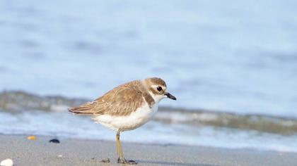 Lesser Sand Plover