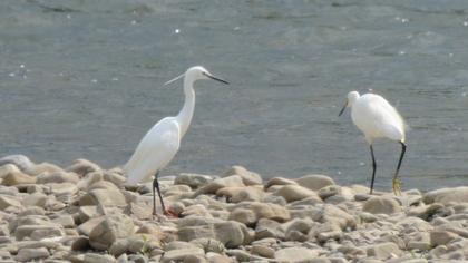 Little Egret