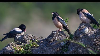 Rosy Starling