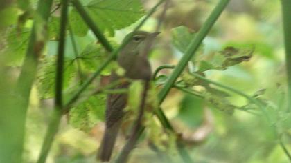 Marsh Warbler