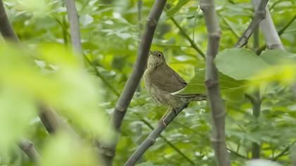 River Warbler