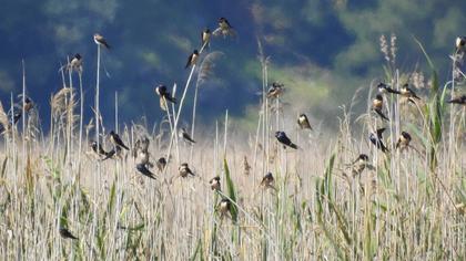 Barn Swallow