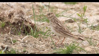 Turkestan Short-toed Lark
