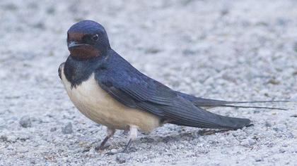 Barn Swallow