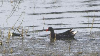 Common Moorhen
