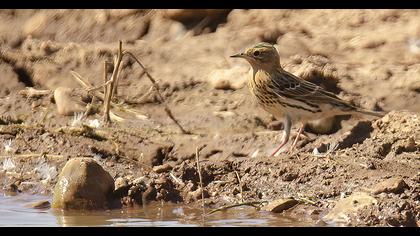 Kızılgerdanlı incirkuşu