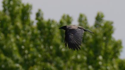 Hooded Crow