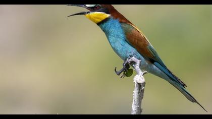 European Bee-eater