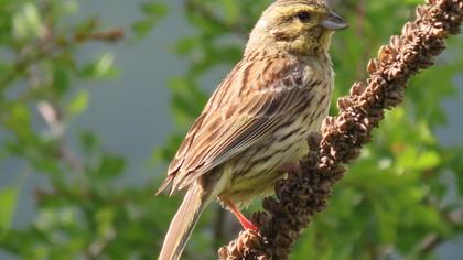 Cirl Bunting