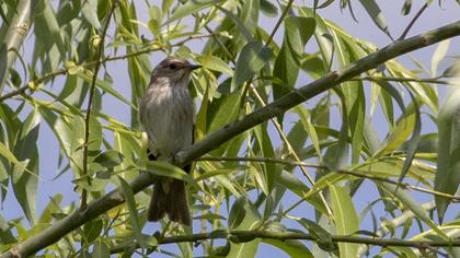 Spotted Flycatcher