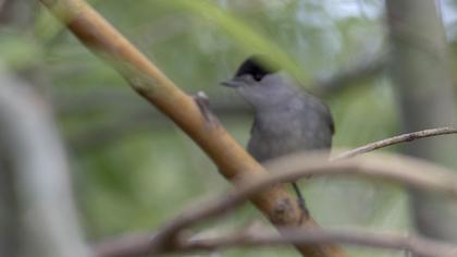 Eurasian Blackcap
