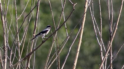 Lesser Grey Shrike