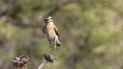Whinchat