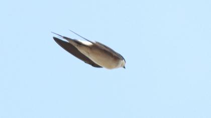 Common House Martin