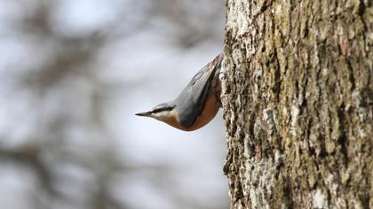 Eurasian Nuthatch