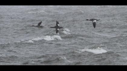 Red-breasted Merganser