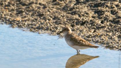 Little Stint