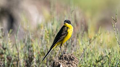 Western Yellow Wagtail