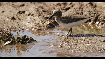 Temminck`s Stint