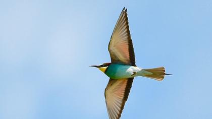 European Bee-eater