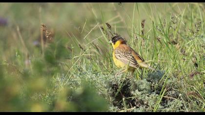 Black-headed Bunting