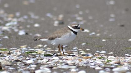 Common Ringed Plover