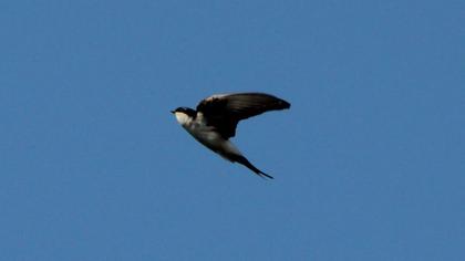 Common House Martin