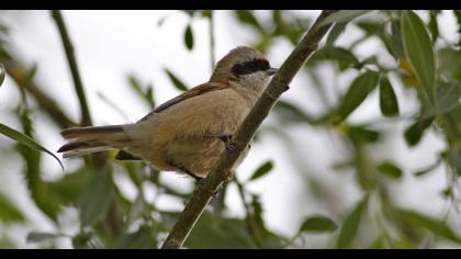 Eurasian Penduline Tit