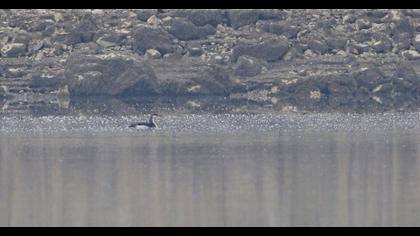 Black-throated Loon