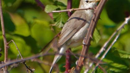 Eastern Olivaceous Warbler