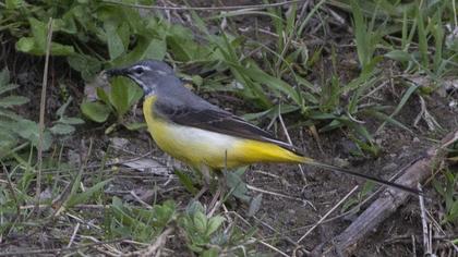 Grey Wagtail
