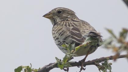 Corn Bunting
