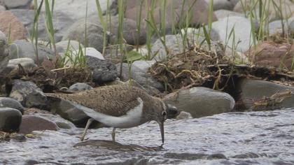 Common Sandpiper