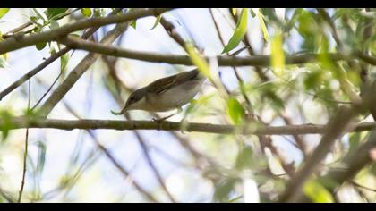 Common Whitethroat