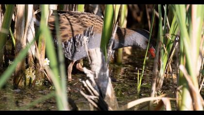 Water Rail