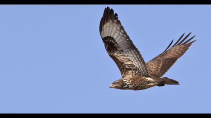 Common Buzzard