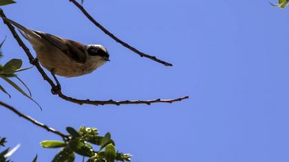 Eurasian Penduline Tit
