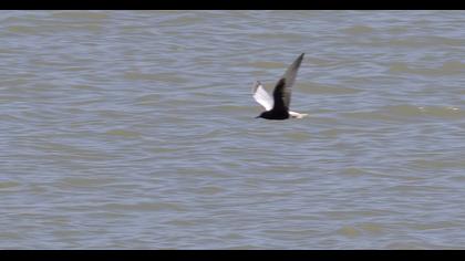 White-winged Tern