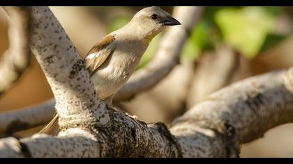 Sarıboğazlı serçe