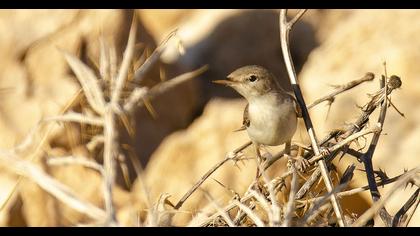 Eastern Olivaceous Warbler