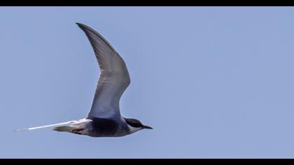 Whiskered Tern