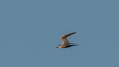 Common Tern